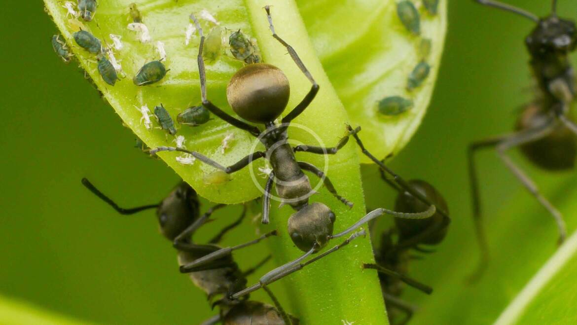 Bedbugs Control