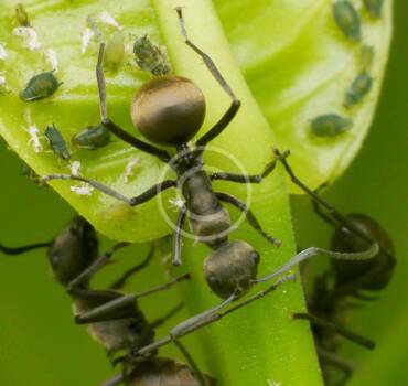 Bedbugs Control