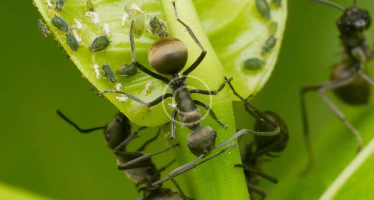 Bedbugs Control